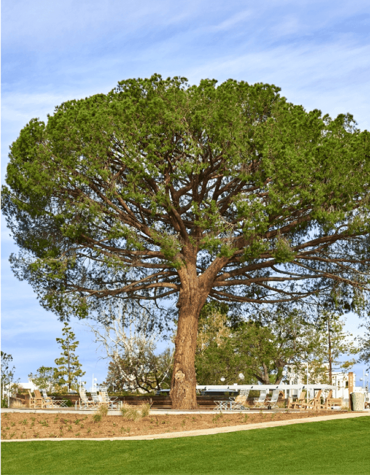 Parasol Pine