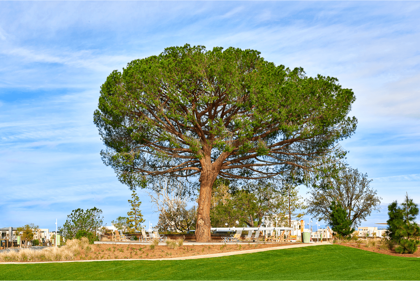 pine